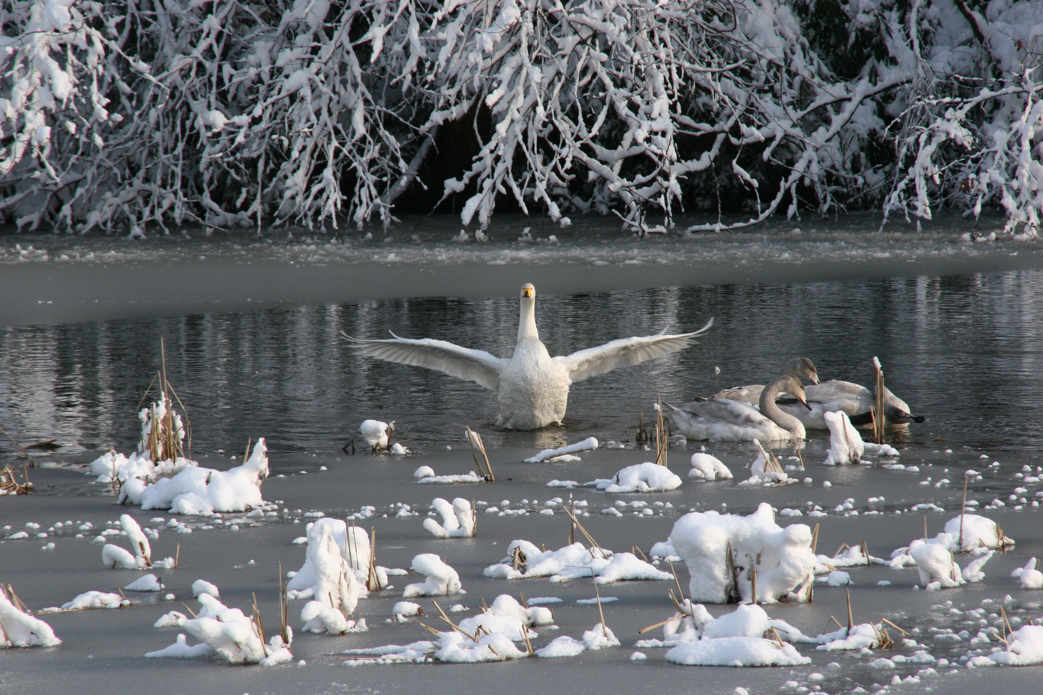 石畑池の白鳥