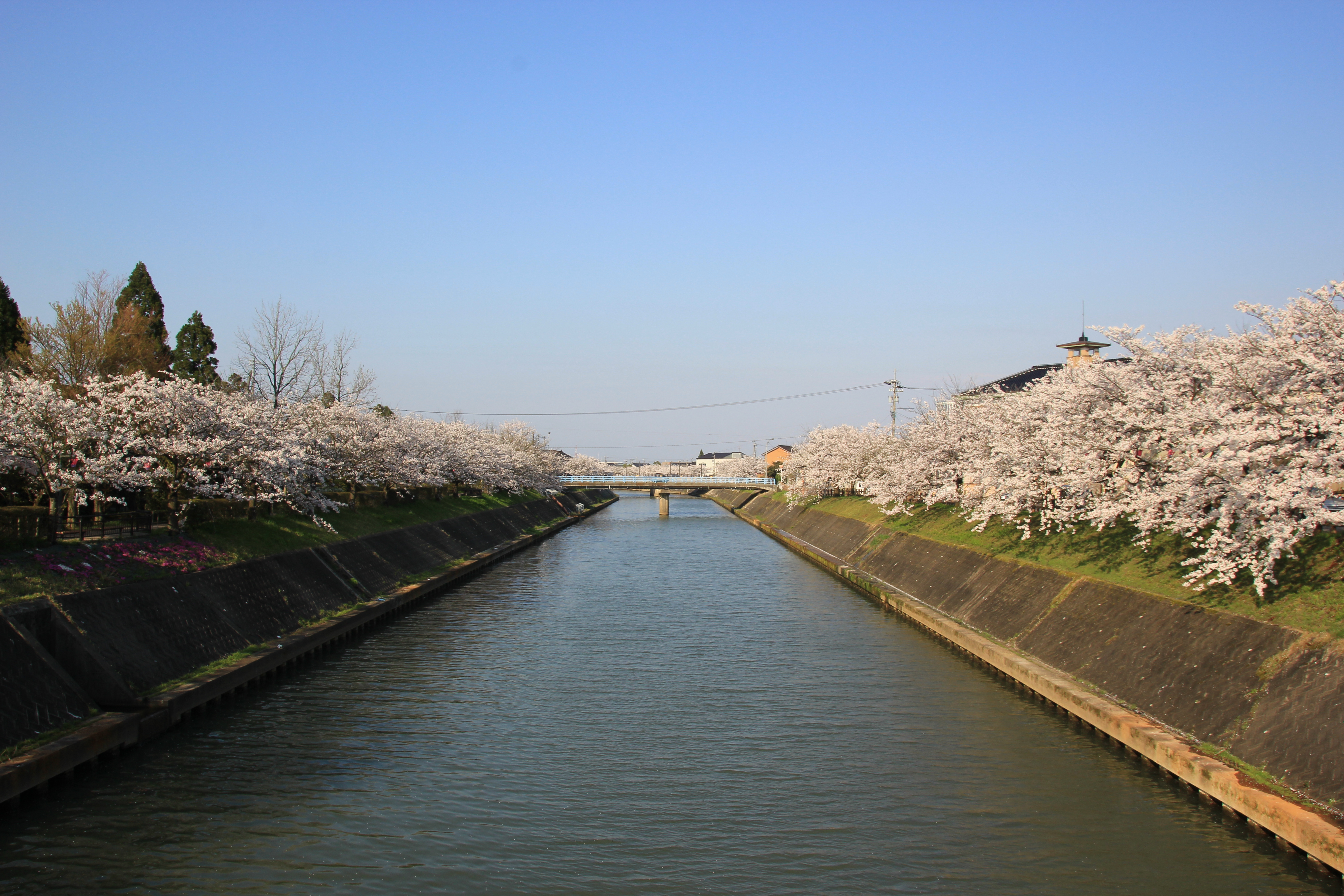 【2】Recommended spots in Hietsuno for beautiful cherry blossoms in spring
