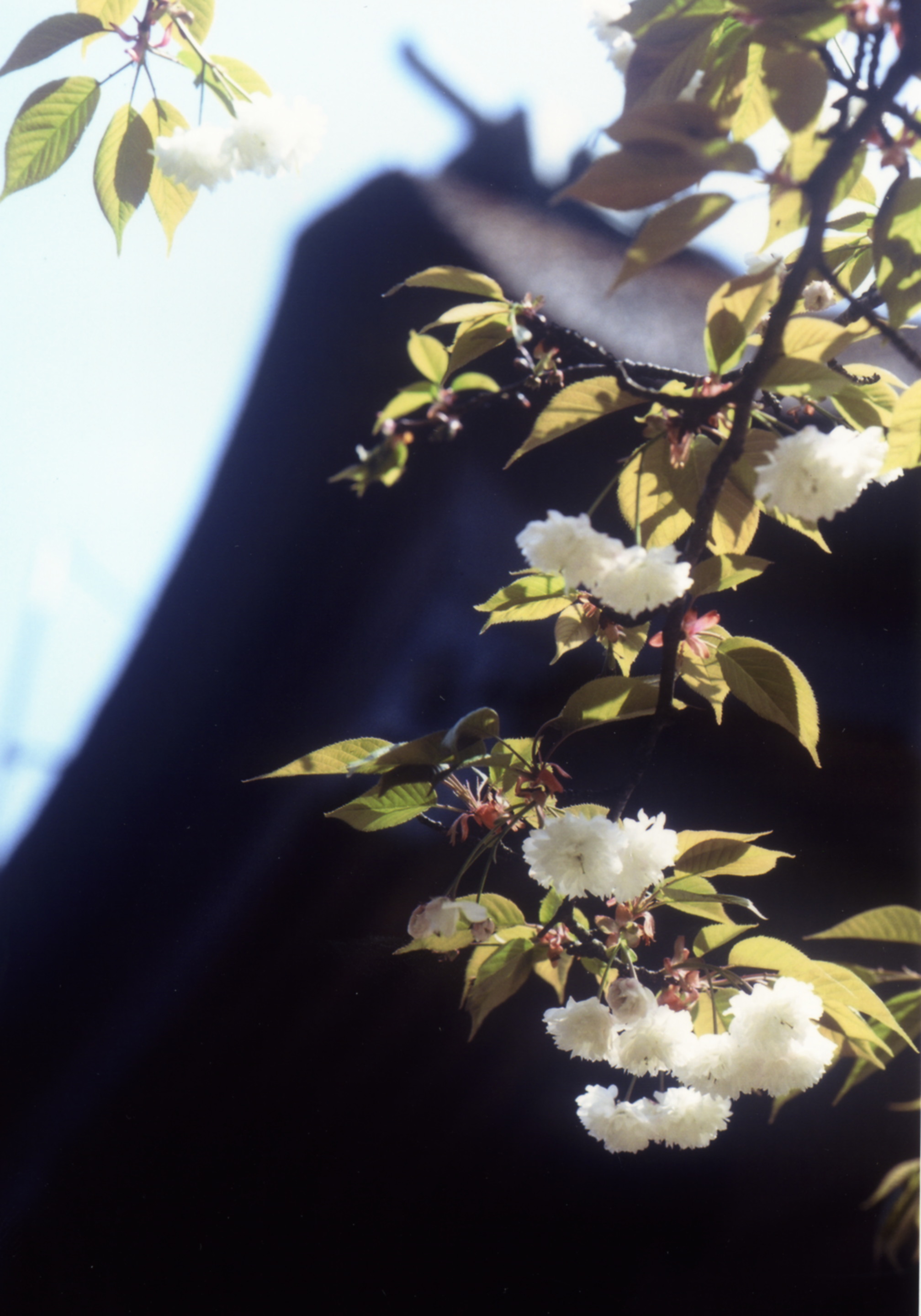 【1】春の桜が美しいお勧め飛越能スポット